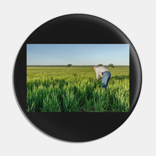 Barley fields Pin by Bevlyn