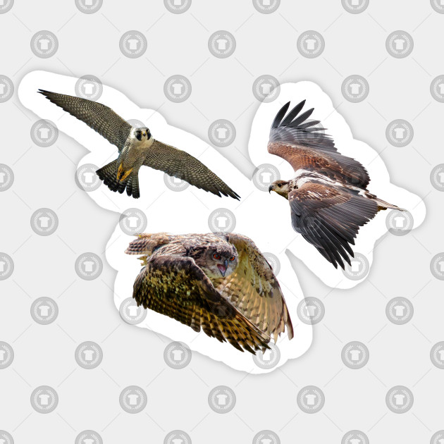 Birds Of Prey Size Chart