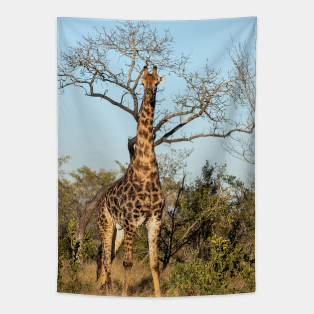 Giraffe Tapestry by StacyWhite