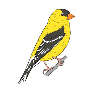 Spinus tristis - American Goldfinch T-Shirt