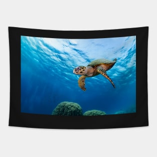 hawksbill turtle cruising through Tapestry