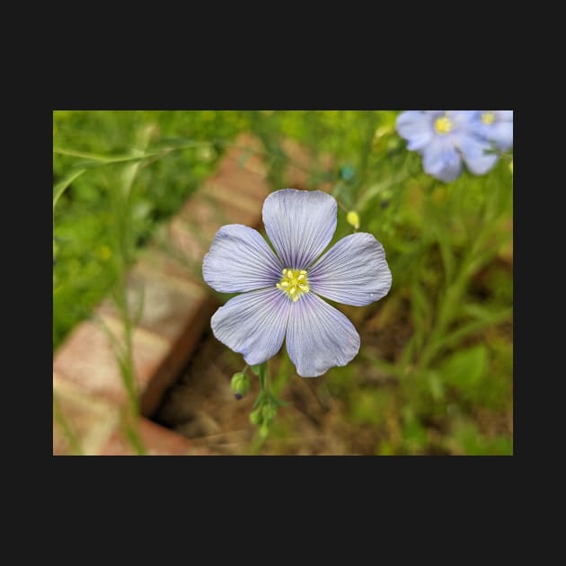 Purple Flower in Brick Planter Photographic Image by AustaArt