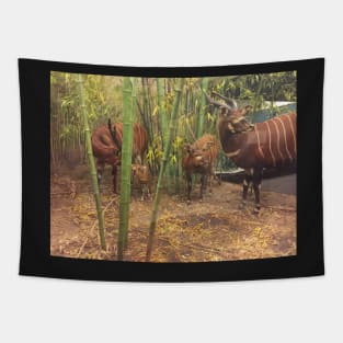 Bongos Tapestry