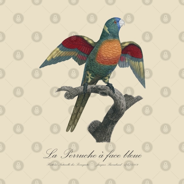 La Perruche a Face Bleue Parakeet - Jacques Barraband 19th century Illustration by SPJE Illustration Photography