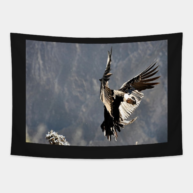 Pérou - canyon de colca, Condor Tapestry by franck380