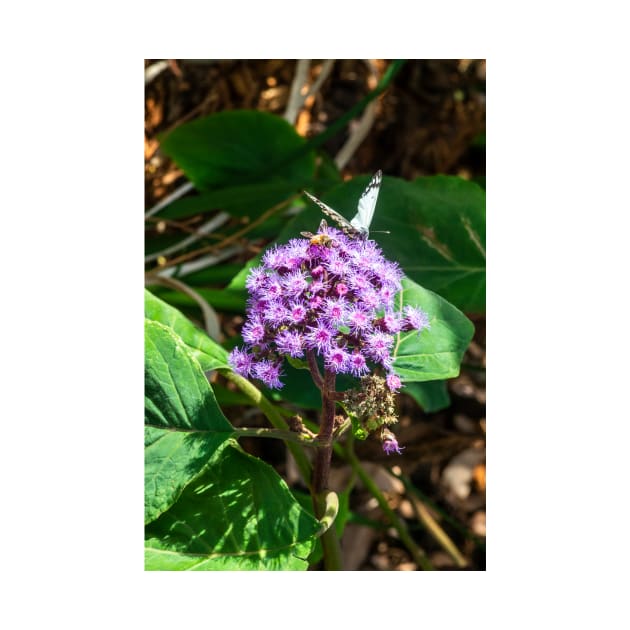 Butterfly and Bee in the Botanical Garden by seaearthandsky