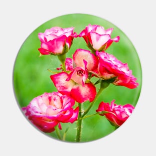 Miniture Roses Pin