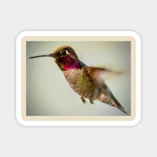 Hummingbird in flight Magnet