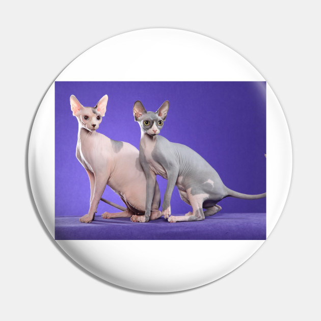 Sphynx Cats Sphynx Cat Pin Teepublic