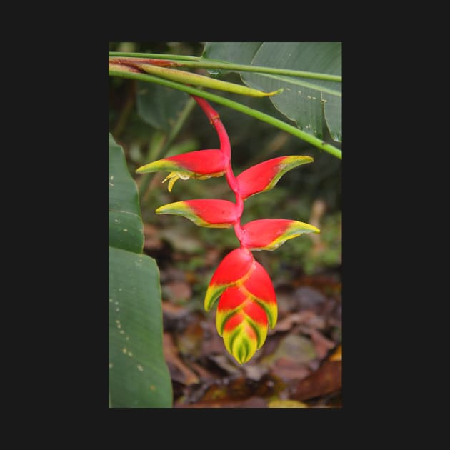 An Exotic Heliconia by Carole-Anne