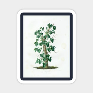 Mature Syngonium podophyllum - Aroideae Maximilianae - Botanical Illustration Magnet