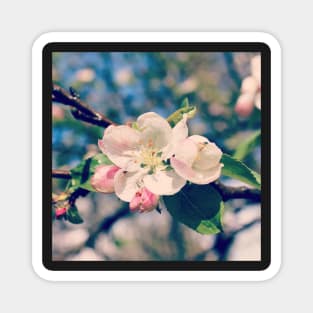 Apple Blossoms Magnet