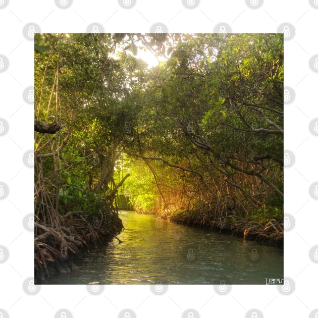 la perguera puerto rico mangrove wetland landscape photograph ecopop art by jorge_lebeau