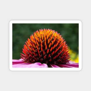 Echinacea Purpurea Magnet