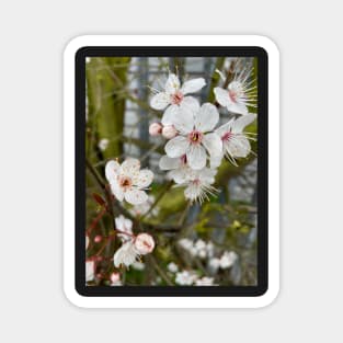 Spring Blossom Magnet