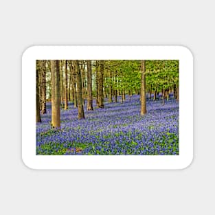 Bluebell Woods Greys Court Oxfordshire UK Magnet