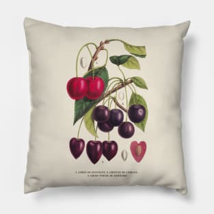 Cherry Antique Botanical Illustration Pillow