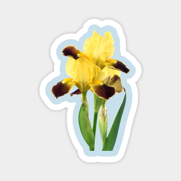 Bearded iris Magnet by chrisburrows