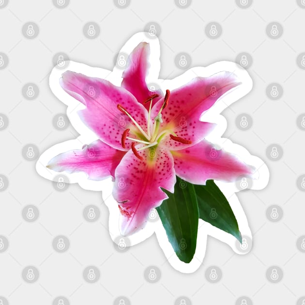 Pink Lily Flower Magnet by ellenhenryart