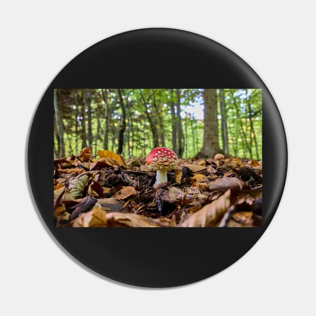 Fly agaric or fly amanita (Amanita muscaria) mushroom Pin by mbangert