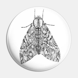 Black & white moth butterfly drawing - Privet Hawk Moth (Psilogramma menephron) Pin