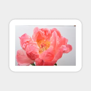 Peony flower display Magnet