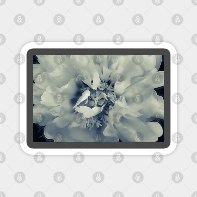 Peony Portrait Monotone Magnet by Robert Alsop