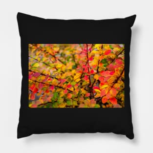 Orange red yellow green Berberis leaves background Pillow