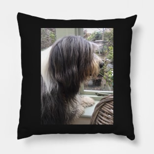 Bearded Collie - Did Somebody Say Walkies to this Beautiful Beardie?! Pillow