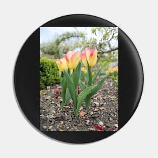 Pink and yellow tulip flowers Pin