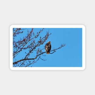 Red-tailed Hawk Perched In A Tree Magnet