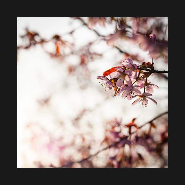 Cherry Blossom by ansaharju