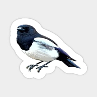 Magpie Magnet