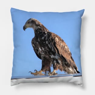 Talons on Metal Pillow