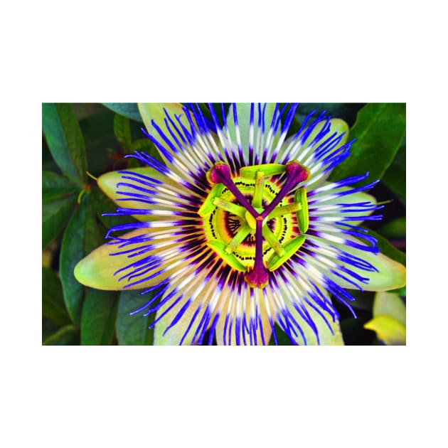 Passion Flower Summer Flowering Plant by AndyEvansPhotos