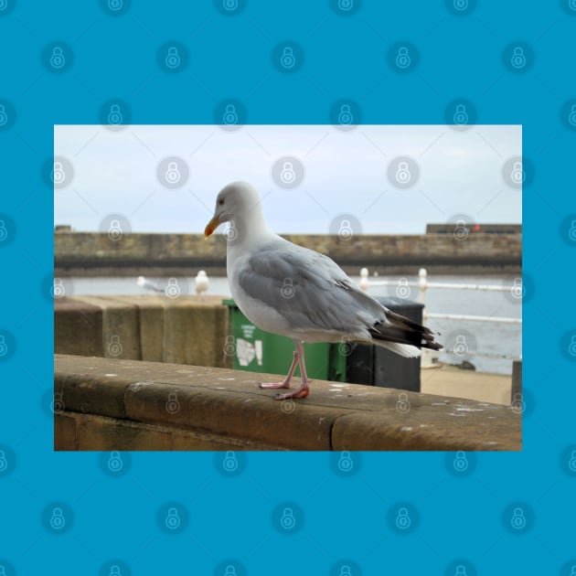 Seagull Walks Along Beach by snknjak