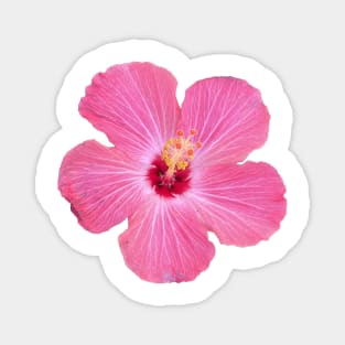 Dark Pink Hibiscus Flower Magnet