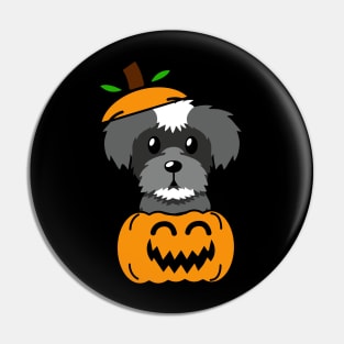 Funny Schnauzer is in a pumpkin Pin