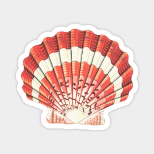 hand drawn lesser scallop shell Magnet