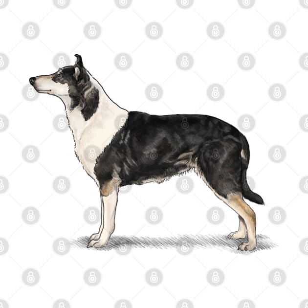 The Tri Colour Smooth Collie by Elspeth Rose Design