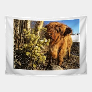 Scottish Highland Cattle Calf 1977 Tapestry