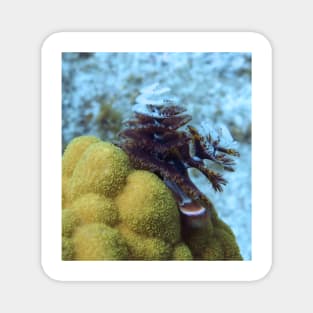 Tiger Striped Christmas Tree Worm on Coral Reef Magnet