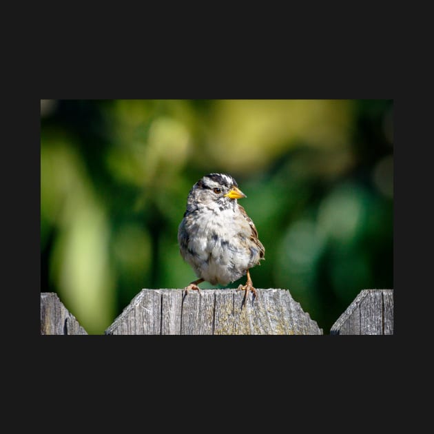 White-crowned sparrow by blossomcophoto