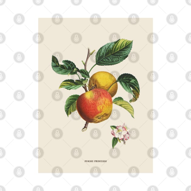 Apple Antique Botanical Illustration by Antiquated Art