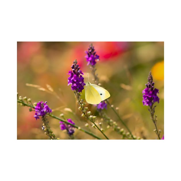 Yellow butterfly on purple flowers by blossomcophoto