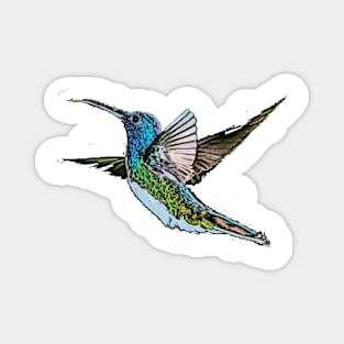 Hummingbird Magnet