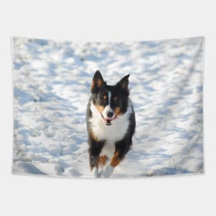 australian shepherd running in snow Tapestry