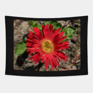 Red Gerber Daisy 2 Tapestry