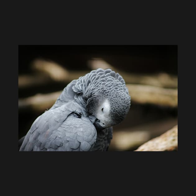 African Grey Parrot by Ladymoose
