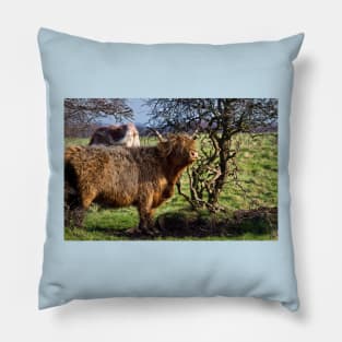 Highland Cattle and a gnarled tree Pillow